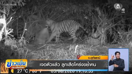 เจอตัวแล้ว ลูกเสือโคร่งขย้ำคน จ.อุทัยธานี