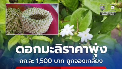 ดอกมะลิราคาพุ่งสูง 3 เท่า กิโลกรัมละ 1,500 บาท ถูกจองเกลี้ยงสวน
