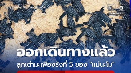 อช.เขาลำปี-หาดท้ายเหมือง ปล่อย “ลูกเต่ามะเฟือง” ลูก ๆ รังที่ 5 ของแม่นะโม ออกเผชิญโลกกว้าง
