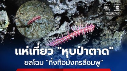 นทท. แห่เที่ยว "หุบป่าตาด" แหล่งท่องเที่ยว Unseen Thailand สไตล์ป่าดึกดำบรรพ์  ยลโฉม "กิ้งกือมังกรสีชมพู" หนึ่งเดียวในโลก