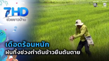 เดือดร้อนหนัก ฝนทิ้งช่วงทำต้นข้าวยืนต้นตาย จ.สุรินทร์