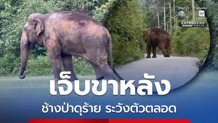 สัตวแพทย์วางแผนการรักษา สีดอเดี่ยว ช้างป่าเจ็บขาหลัง