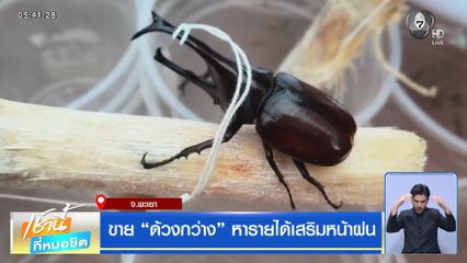 ขาย "ด้วงกว่าง" หารายได้เสริมหน้าฝน จ.พะเยา