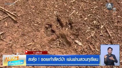 สะดุ้ง ! รอยเท้าสัตว์ป่า เพ่นพ่านสวนทุเรียน จ.บุรีรัมย์