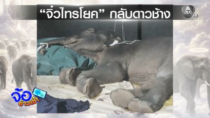 สุดยื้อ ! "จิ๋วไทรโยค" ลูกช้างป่าหลงโขลง กลับดาวช้างแล้ว