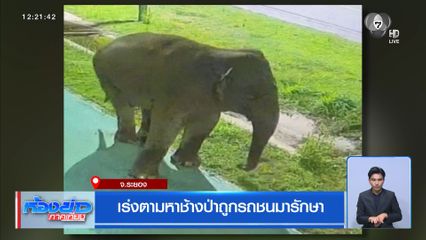 เร่งตามหาช้างป่าถูกรถชนมารักษา