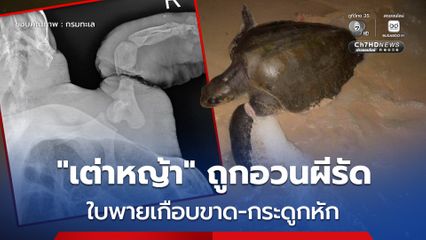 “เต่าหญ้า” ถูกอวนผีรัดบาดเจ็บสาหัส ใบพายเกือบขาด-กระดูกต้นขาหน้าหัก