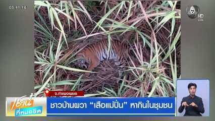 ชาวบ้านผวา “เสือแม่ปิ่น” หากินในชุมชน
