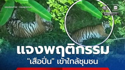 สบอ.12 แจงพฤติกรรม เสือปิ่น เสือโคร่งอายุ 13 ปี วนเวียนใกล้ชุมชน ชี้ไม่ใช่พฤติกรรมดุร้าย แต่เป็นการปรับตัวในวัยชรา