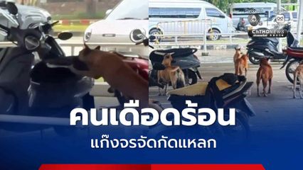แก๊งหมาจรจัดกัดแหลกเบาะรถมอเตอร์ไซค์ในศูนย์ราชการเชียงใหม่ วอนเร่งแก้ปัญหา