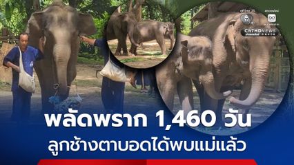 พลัดพราก 1,460 วัน ลูกช้างตาบอดได้พบแม่แล้ว