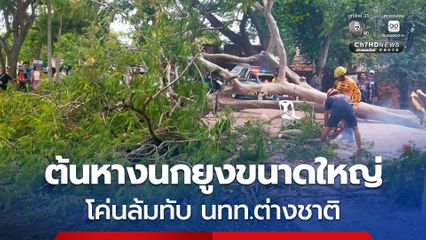 ต้นหางนกยูงขนาดใหญ่ข้างวัดพระศรีสรรเพชญ์โค่นล้มทับ นทท.ต่างชาติ เจ็บ 4 คน