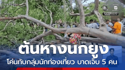 ต้นหางนกยูง โค่นทับนักท่องเที่ยว