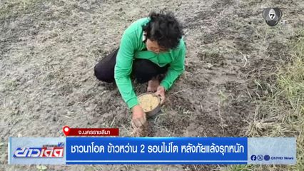 ชาวนาโอด ข้าวหว่าน 2 รอบไม่โต หลังภัยแล้งรุกหนัก