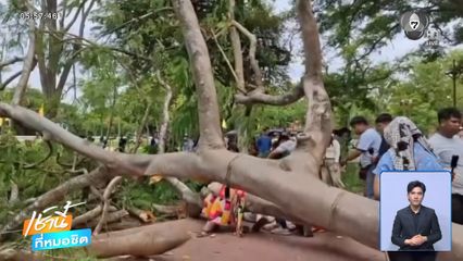 ต้นหางนกยูง โค่นทับนักท่องเที่ยว จ.พระนครศรีอยุธยา