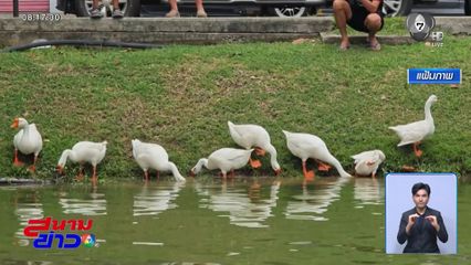 ชาวบ้านสงสัย ฝูงห่านคูเมืองล่องหน จ.เชียงใหม่