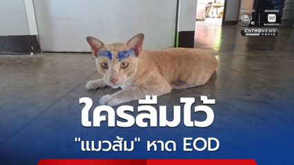 ตามหาเจ้าของ! ลืม "น้องแมวส้ม" ไว้ที่หาด EOD บ้านฉาง