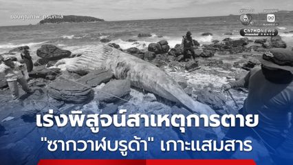 ตรวจสอบ “ซากวาฬบรูด้า” ยาว 10 เมตร ที่เกาะแสมสาร เร่งพิสูจน์สาเหตุการตาย