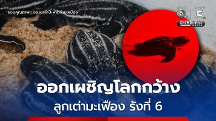 อช.เขาลำปี-หาดท้ายเหมือง ปล่อย “ลูกเต่ามะเฟือง รังที่ 6” ของแม่นะโม คืนสู่ท้องทะเล