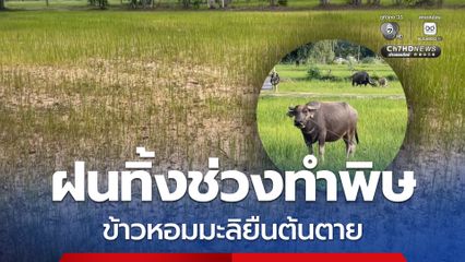 จ.สุรินทร์ วิกฤต ฝนทิ้งช่วงทำพิษ ข้าวหอมมะลิยืนต้นตาย ชาวนาเริ่มหมดหวัง ปล่อยควายลงแทะเล็มนาข้าว