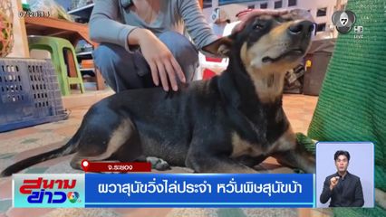 ผวาสุนัขวิ่งไล่ประจำ หวั่นพิษสุนัขบ้า