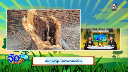 ต้นหางนกยูง โค่นทับนักท่องเที่ยว