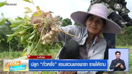 ปลูก "ถั่วหรั่ง" แซมสวนยางพารา รายได้งาม