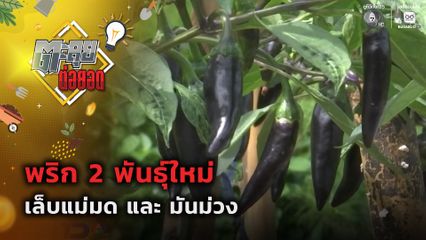 ตะลุยต่อยอด : พริก 2 พันธุ์ใหม่ เล็บแม่มด และ มันม่วง
