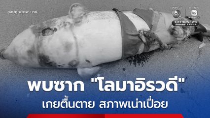 ทช. ได้รับแจ้งพบซาก “โลมาอิรวดี” เกยตื้นตาย จ.ชลบุรี ในสภาพเน่าเปื่อย ไม่สามารถระบุเพศและสาเหตุการตายได้อย่างชัดเจน