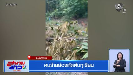 คนร้ายย่องตัดต้นทุเรียน