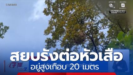 กู้ภัยฝ่าฝน สยบรังต่อหัวเสือ 5 ชั้น สูงเกือบ 20 เมตร