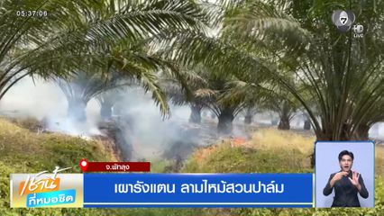 เผารังแตน ลามไหม้สวนปาล์ม