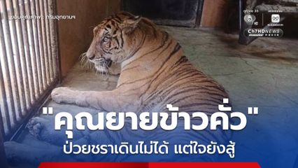 คุณยายข้าวคั่ว เสือโคร่งวัย 19 ปี ป่วยชราทรุดเดินไม่ได้ หลังพบภาวะเสื่อมตามธรรมชาติ แต่ใจยังสู้ ทีมสัตวแพทย์รักษา และดูแลอย่างใกล้ชิดตลอด 24 ชม.