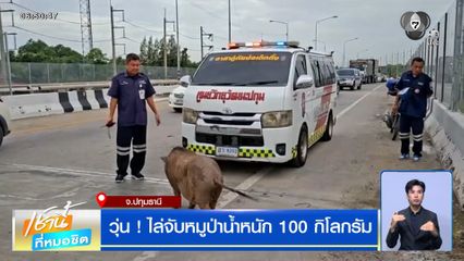 วุ่น ! ไล่จับหมูป่าน้ำหนัก 100 กิโลกรัม