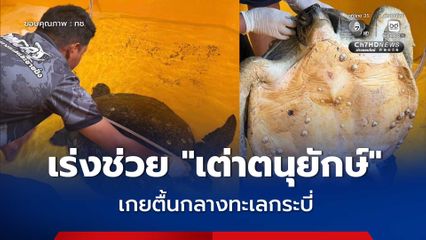 กรมทะเลฯ รับมอบ “เต่าตนุยักษ์” เกยตื้นกลางทะเลกระบี่ ไม่พบบาดแผล มีการตอบสนองที่ดี แต่พบอาการ ลอยตัวผิดปกติ เร่งส่งทีมสัตวแพทย์ดูแลอย่างใกล้ชิด