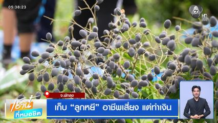 เก็บ “ลูกหยี” อาชีพเสี่ยง แต่ทำเงิน จ.พัทลุง