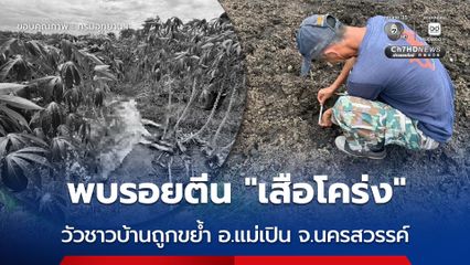เฝ้าระวัง 24 ชม. ! หลังพบรอยตีน “เสือโคร่ง” และซากวัวของชาวบ้านมีรอยกัดแทะ ในพื้นที่ อ.แม่เปิน จ.นครสวรรค์