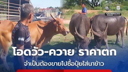 เกษตรกรโอด ราคาวัว-ควาย ตกฮวบ