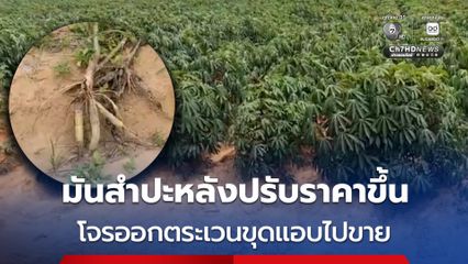 หัวขโมยย่องเข้ามาขุดทั้งหัวมันและต้นรวมน้ำหนักกว่า 500 กก.ไป