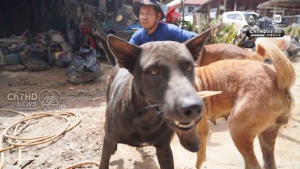 รอดได้เพราะน้องหมา เห่าส่งสัญญาณน้ำท่วม จนหนีรอดออกมาได้หวุดหวิด ความเสียหายนับล้านบาท รถจยย. นับร้อยคันจมน้ำ