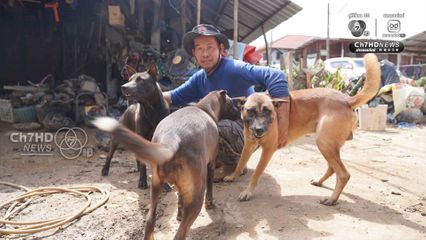 รอดได้เพราะน้องหมา เห่าส่งสัญญาณน้ำท่วม จนหนีรอดออกมาได้หวุดหวิด ความเสียหายนับล้านบาท รถจยย. นับร้อยคันจมน้ำ