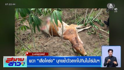 ผวา เสือโคร่งบุกขย้ำวัวลากไปกินในไร่มันฯ จ.นครสวรรค์