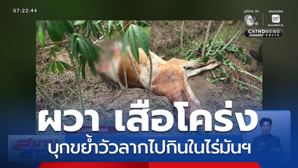 ผวา เสือโคร่งบุกขย้ำวัวลากไปกินในไร่มันฯ จ.นครสวรรค์