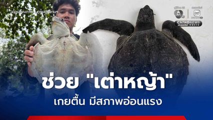 ชาวบ้านแจ้ง ศูนย์วิจัยอุทยานฯ ทางทะเลที่ 2 (ภูเก็ต) ให้ช่วยชีวิต “เต่าหญ้า” เกยตื้นติดอยู่กับขอนไม้ บริเวณหาดไม้ขาว
