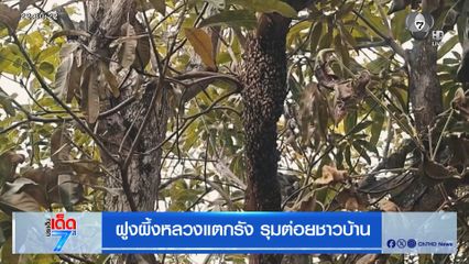 ฝูงผึ้งหลวงแตกรัง รุมต่อยชาวบ้าน [เจาะเกาะติด]