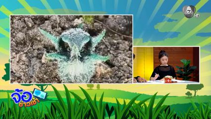 เปิดภาพ พิศวงตานกฮูก พืชหายากอุ้มผาง โผล่กลางป่าฤดูฝน