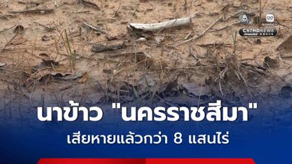 “ภัยแล้ง” ฝนทิ้งช่วงนานนาข้าว “นครราชสีมา” เสียหายกว่า 800,000 ไร่