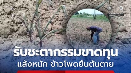 เกษตรกรโอด รับชะตากรรมขาดทุน แล้งหนัก ฝนทิ้งช่วง ข้าวโพดกำลังยืนต้นตาย