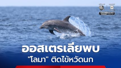 ออสเตรเลียพบ 'โลมา' ติดไข้หวัดนก H5N1 ตัวแรกในประเทศ