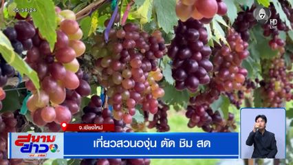 เที่ยวสวนองุ่น ตัด ชิม สด จ.เชียงใหม่